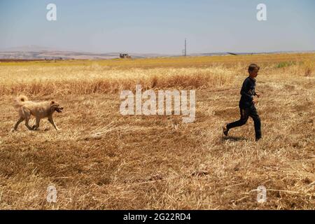 7. Juni 2021, Abyan, Provinz Aleppo, Syrien: Abyan, Aleppo, Syrien. 07. Juni 2021. Kinder spielen mit einem Hund auf einem Feld in der Stadt Abyan, in der westlichen Landschaft von Aleppo, während die Erntezeit für Weizen, Gerste und andere Kulturen im Gange ist. Ein großer Prozentsatz der Syrer verlässt sich auf die Landwirtschaft, um ihren Lebensunterhalt zu sichern, da Landwirtschaft und Viehzucht zu den wenigen Einkommensquellen in einem Land gehören, das von 10 Jahren Konflikt verschlingt wurde und in dem viele Werkstätten, Labors und Fabriken zerstört wurden. Die Landwirte stehen in Syrien vor vielen Herausforderungen, wie zum Beispiel den Gefahren und den Kosten des Anbaus Stockfoto