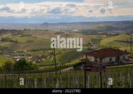 Blick auf die Langhe-Weinberge, UNESCO-Weltkulturerbe, mit dem Hinweisschild einer Weinkellerei im Frühling, Barbaresco, Cuneo, Piemont, Italien Stockfoto