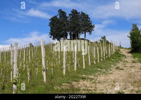 Landschaft der Langhe Weinberge Hügel, UNESCO-Weltkulturerbe, an einem sonnigen Frühlingstag, Treiso, Cuneo, Piemont, Italien Stockfoto