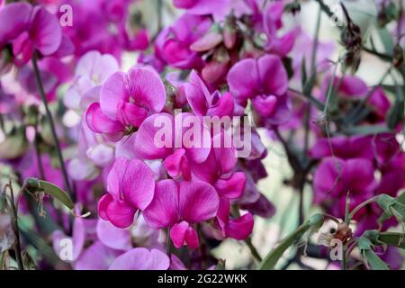 Süße Erbsenblüten Lathyrus odoratus rosa weiß lila Makro Stockfoto