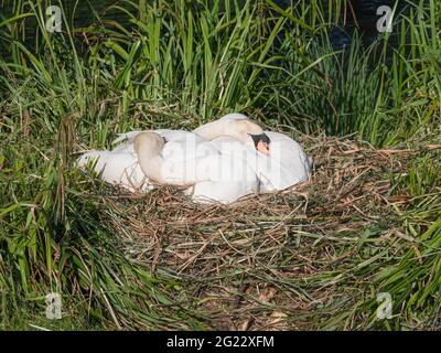 Zwei wunderschöne weiße Schwäne, die sich auf ihrem Nest ausruhen Stockfoto