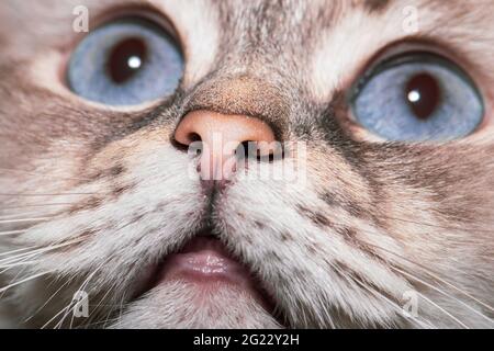 Sibirische Neva Maskerade Katze mit blauen Augen Nahaufnahme Porträt. Selektiver Fokus und Bild mit geringer Schärfentiefe Stockfoto