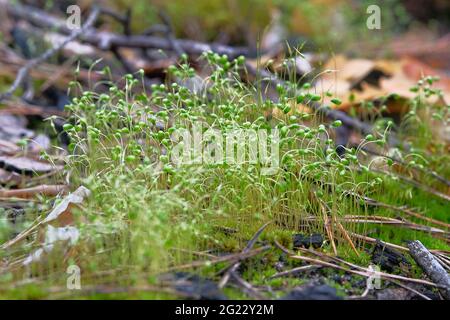 Moos wächst auf Baum, schöner Hintergrund von Moos, selektiver Fokus. Sonnenlicht. Natur Wildtiere, Nahaufnahme. Stockfoto