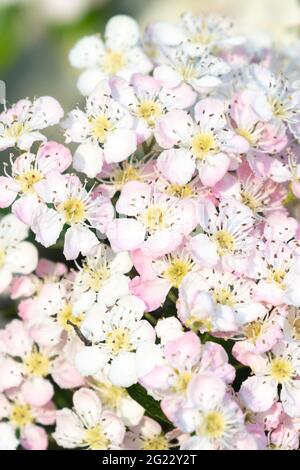 Weißdornblüte (Crataegus monogyna) weiß mit rosa gefärbt - Schottland, Großbritannien Stockfoto