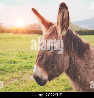 Porträt von einem Esel auf der Wiese Stockfoto