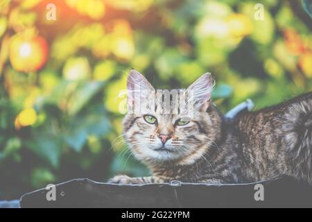 Niedliche Katze liegt im Herbst auf einem Metalldach Garten Stockfoto