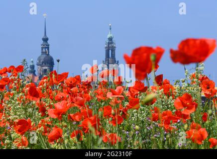 Dresden, Deutschland. Juni 2021. Mohnblumen blühen auf einer Wiese am Elbufer. Quelle: Robert Michael/dpa-Zentralbild/ZB/dpa/Alamy Live News Stockfoto