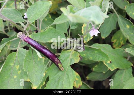 Frische und gesunde Aubergine mit Baum in der Farm zur Ernte Stockfoto