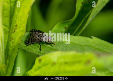 Detail einer Blowfly, die auf einem Blatt vor einem dunkelgrünen Hintergrund sitzt Stockfoto