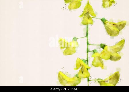 Laburnum, goldene Regenpflanze in Blüte. Gelbe Blüten aus goldener Kette. Blumenmuster Nahaufnahme Makro, isoliert mit Kopierraum. Aquarelldarstellung. Stockfoto