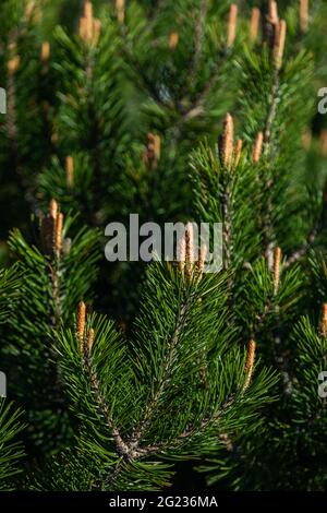 Junge Triebe einer Pflanze namens Mountain Pine Stockfoto