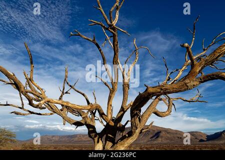 Gästefarm Omandumba in den Erongo-Bergen: Toter Kameldornbaum (Vachellia erioloba), in der Nähe von Omaruru, Erongo-Region, Namibia Stockfoto