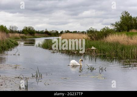 Ludham Bridge, Norfolk Broads, Swan sitzt auf dem Nest und brütet Eier. Stockfoto