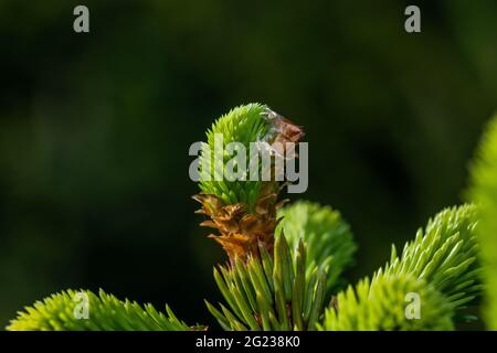 Gartenpflanze im Frühjahr der Fichtenfamilie Stockfoto