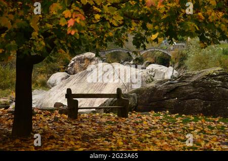 Ponte dei Salti Blick vom brench mit Fluss zwischen bunten Bäumen und Blättern, Ticino Valle Maggia, Maggiatal Stockfoto