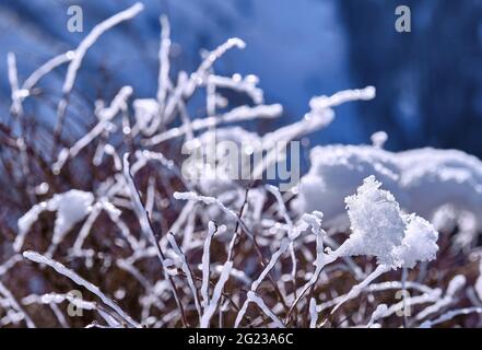 Pracht der Natur in unerwarteten und ungewöhnlichen Formen: Morgendlicher weißer Raureif und Eis auf den Buschzweigen in den Bergen bei Sonnenaufgang im Wintermeer Stockfoto