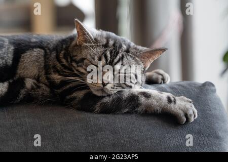 Katze mit weißem, grauem Fell liegt auf der Couch und schläft. Stockfoto