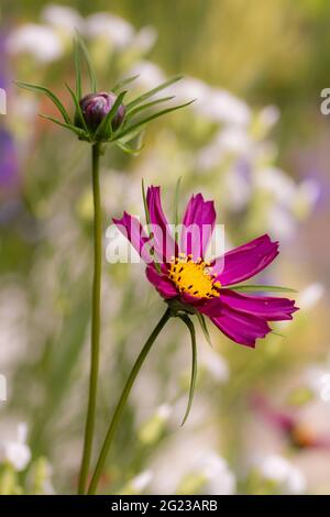 Makro eines Gartenkosmos (Kosmos bipinnatus) Blüte mit schönen verschwommenen Bokeh Hintergrund; Pestizid freien Umweltschutz retten die Bienen Stockfoto