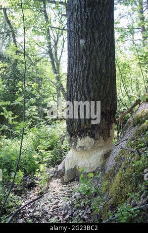 Biber nagte den Stamm einer großen Espe, ein wildes Tier zerstört, schneidet Bäume, um einen Damm zu bauen. Lifestyle, Tierwelt. Stockfoto