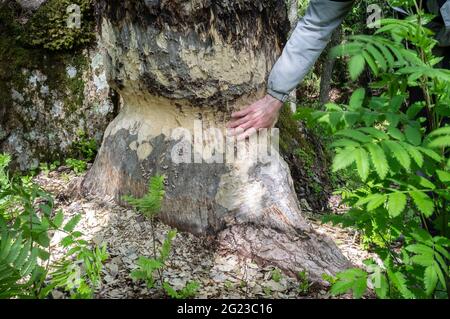 Mans Hand berührt den Stamm einer großen Espe, die von einem Biber genagt wird, ein wildes Tier zerstört, kneift Bäume herunter, um einen Damm zu bauen. Nahaufnahme. Stockfoto