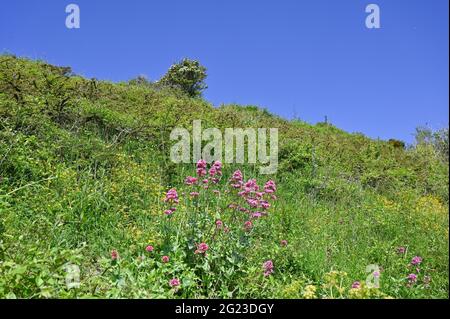 Wilde Pflanzen und Blumen wachsen auf dem South Downs Way in der Nähe von Beachy Head Eastbourne East Sussex England UK Foto aufgenommen von Simon Dack Stockfoto