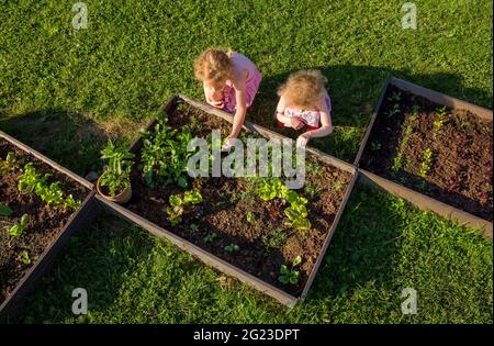 Kinder im Gemeinschaftsgarten pflücken Salat zum Essen. Kisten gefüllt mit Erde und mit verschiedenen Gemüsepflanzen wachsen im Inneren, Hochbett. Stockfoto