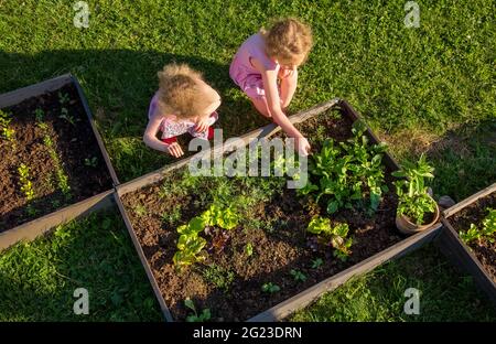 Kinder im Gemeinschaftsgarten pflücken Salat zum Essen. Kisten gefüllt mit Erde und mit verschiedenen Gemüsepflanzen wachsen im Inneren, Hochbett. Stockfoto