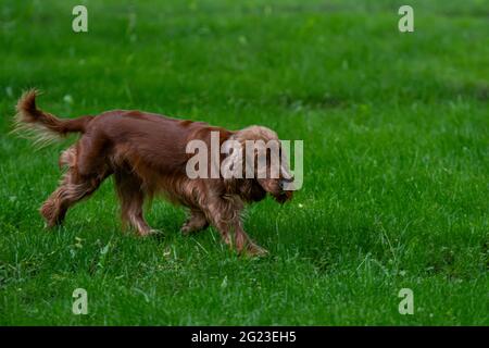 Rothaarige englische Cocker-Spaniel auf dem grünen Gras Stockfoto