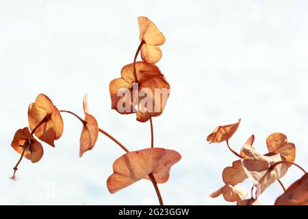 Blütenpracht (Amygdaloides). Getrocknetes Milchkraut Stockfoto