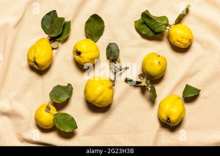 Bio unperfekte Quitte Apfel Ernte mit Blättern auf faltigen natürlichen pastellfarbenen Leinenmaterial. Früchte und Blätter haben natürliche Unvollkommenheiten, Flecken Stockfoto