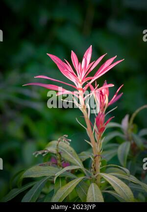 Neue Blätter des Strauchs, allgemein bekannt als „Flamme des Waldes“ (Pieris floribunda). Die neuen Blätter sind rot, daher der Name, und werden schließlich grün Stockfoto