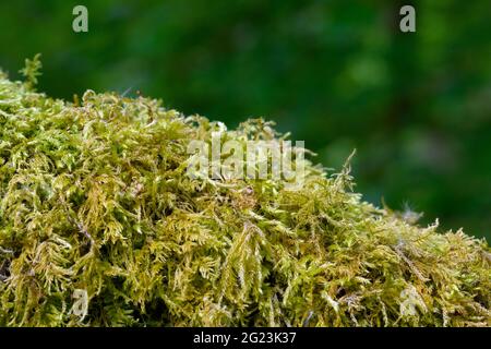 Eine große Menge einer Moosart, bekannt als gewöhnlicher Moos (Brachythecium rutabulum), die auf einem Zweig wächst. Stockfoto