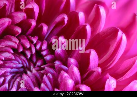 Nahaufnahme der Blütenblätter einer wunderschönen Chrysanthemum-Blume Stockfoto