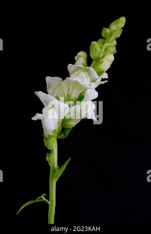 Elegante weiße Blüten eines Snapdrachen (Antirrhinum-Arten), vor dunklem Hintergrund abgebildet Stockfoto