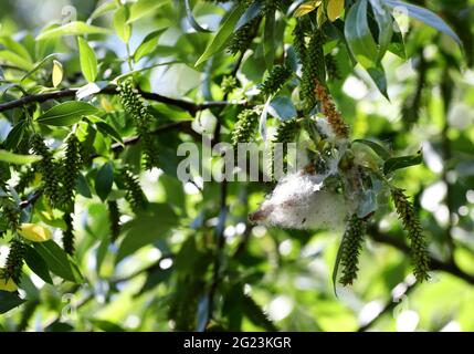 Pappelflocken fliegen und machen Allergien. Stockfoto