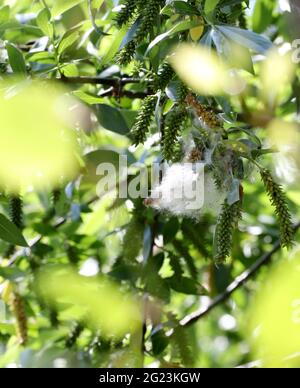 Pappelflocken fliegen und machen Allergien. Stockfoto