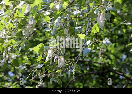 Pappelflocken fliegen und machen Allergien. Stockfoto