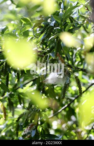 Pappelflocken fliegen und machen Allergien. Stockfoto