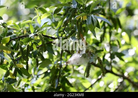 Pappelflocken fliegen und machen Allergien. Stockfoto