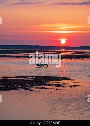 Schlamm flach mit Sonnenaufgang auf der Insel Amrum, Deutschland. Stockfoto