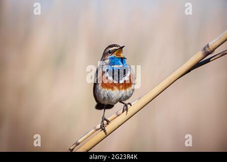 Kleiner bluethroat männlicher singbird in trockenem Schilf auf Naturhintergrund Stockfoto