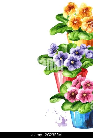 Leuchtend farbige Topfblumen. Indoor, Home, Hausanlage. Aquarell handgezeichnete Illustration isoliert auf weißem Hintergrund Stockfoto