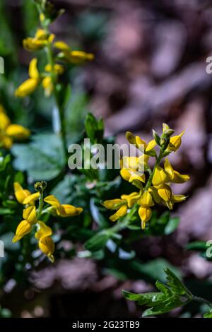 Genista tinctoria wächst im Wald, aus nächster Nähe Stockfoto