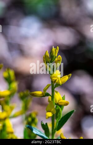 Genista tinctoria Busch wächst im Wald Stockfoto