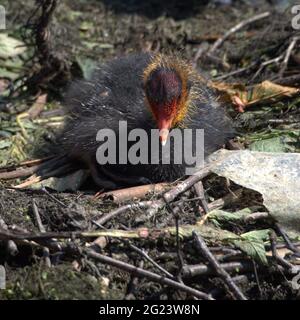 Babyhuhn im Nest Stockfoto