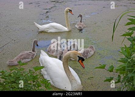 Figgate Park, Edinburgh, Schottland, UK Wetter. Juni 2021. Wolkig und sonnig zaubern mit einer Temperatur von 18 Grad Celsius für das Vogelleben auf dem Teich in der Stadt. Im Bild: Die Familie der stummen Schwäne, darunter fünf Cygnets, die von Teichkraut umgeben sind. Quelle: Arch White/Alamy Live News. Stockfoto