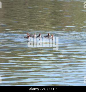 Baby Blässhühner schwimmen auf einem See Stockfoto