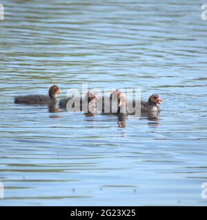 Baby Blässhühner schwimmen auf einem See Stockfoto