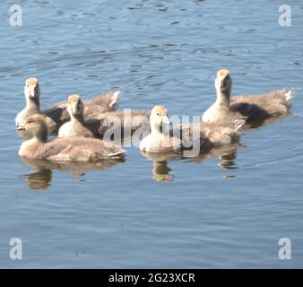Graugänse und Familie Stockfoto
