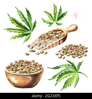 Hanfsamen, Cannabis sativa, Heilkräuterpflanze, Marihuana-Set. Handgezeichnete Aquarelldarstellung isoliert auf weißem Hintergrund Stockfoto